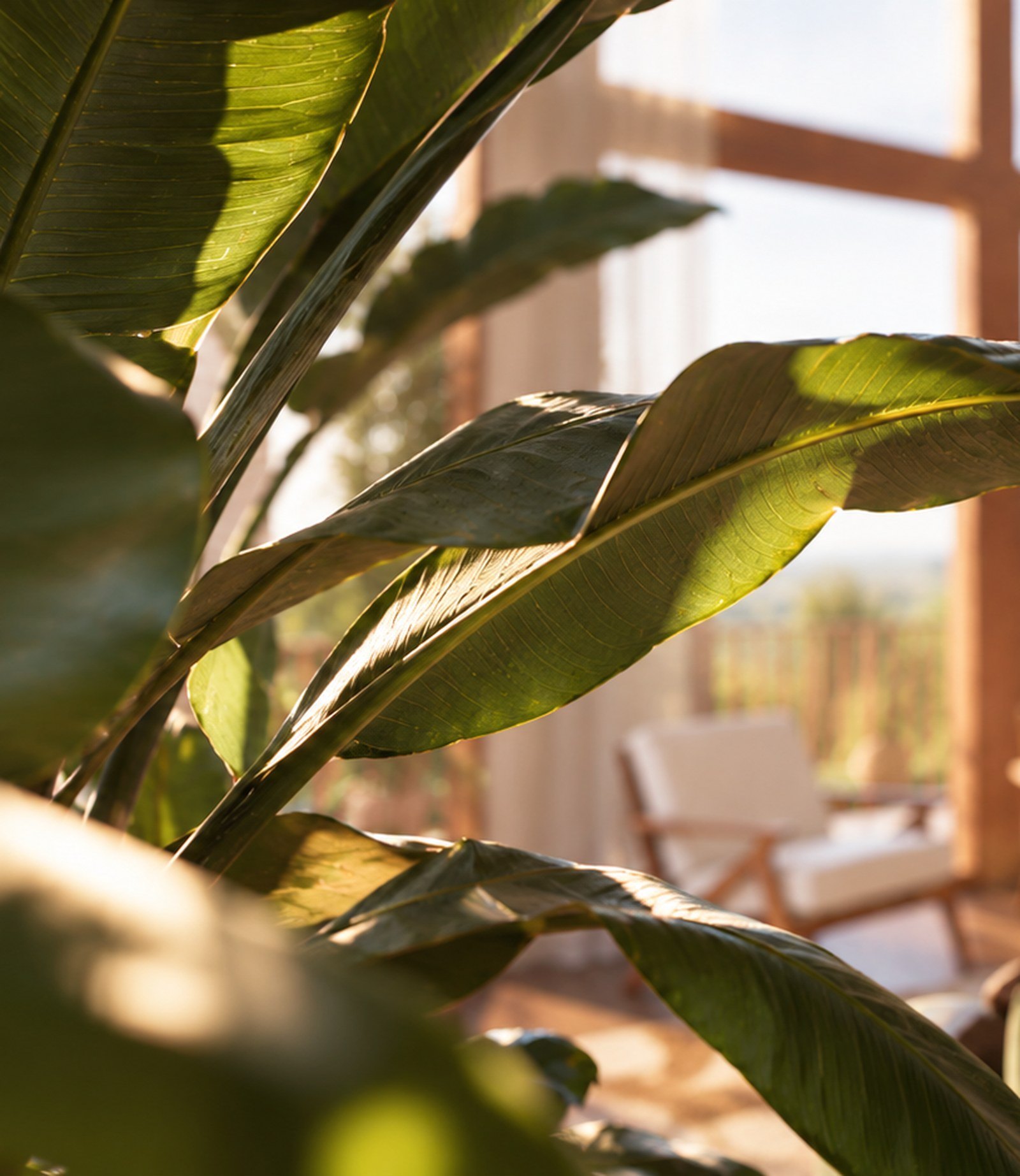 Feuille de strelitzia à contre-jour, le séjour derrière, hors de la mise au point.